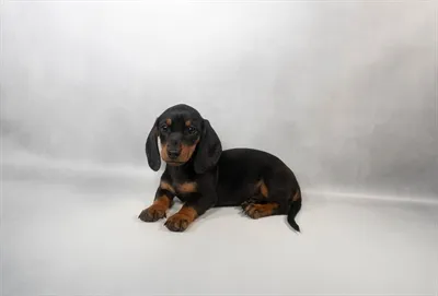 Female Dachshund puppy for sale at Petland Rogers.