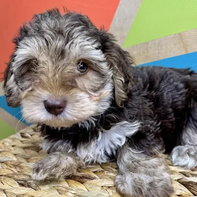 Male Yorkie-Poo Puppy for Sale in Rogers, AR