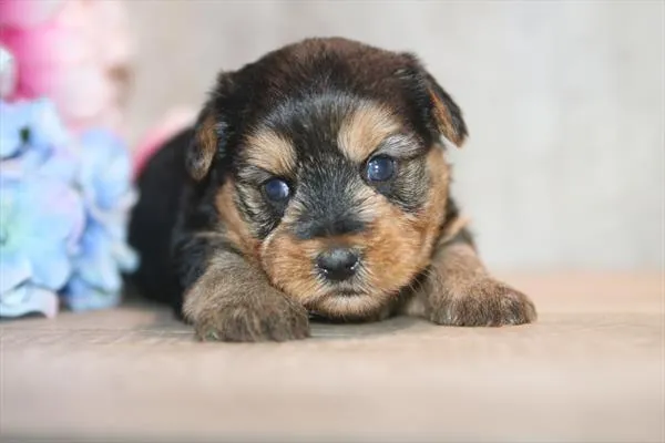Male Yorkie puppy for sale at Petland Wichita West.