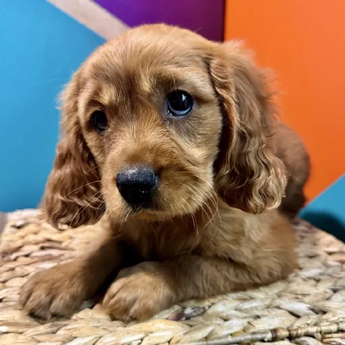 Male Mini Golden Retriever Puppy for Sale in Rogers, AR