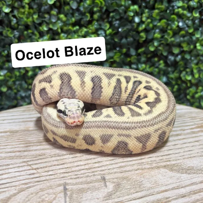 Female Ball Python reptile for sale at Petland Joplin.
