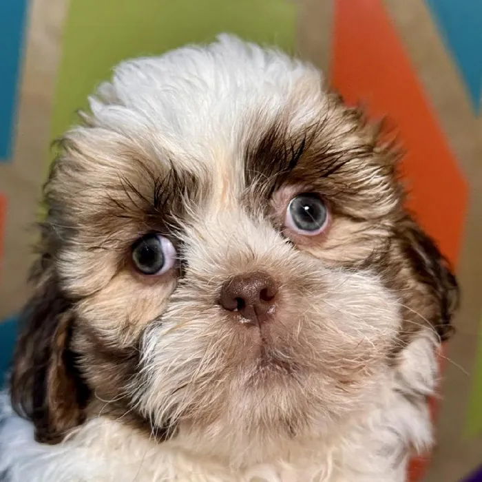 Male Shih Tzu Puppy for Sale in Rogers, AR