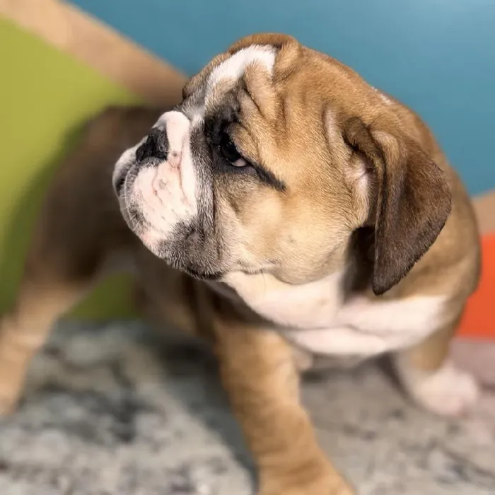 Female English Bulldog Puppy for Sale in Rogers, AR