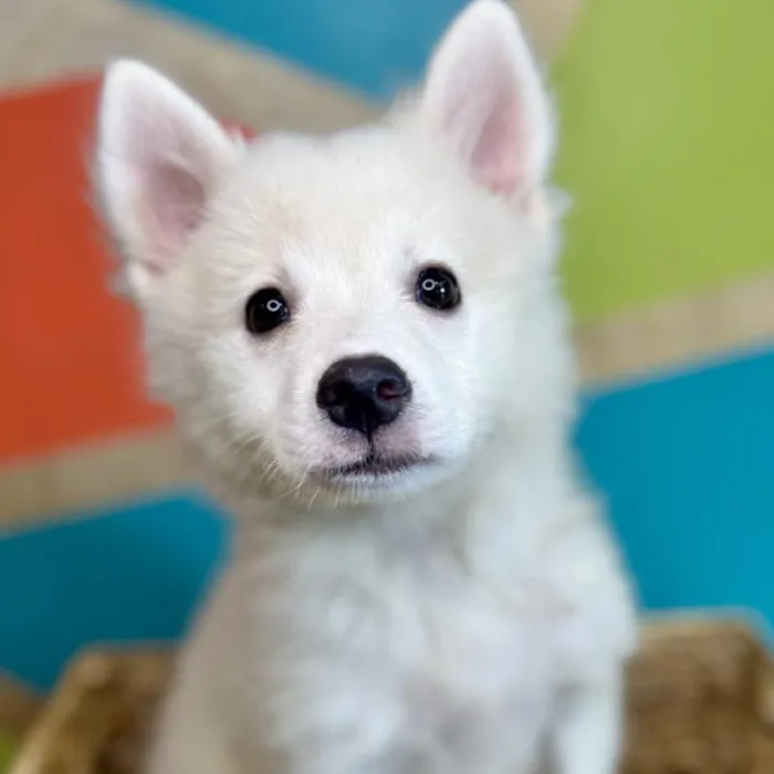 Female American Eskimo Puppy for Sale in Rogers, AR