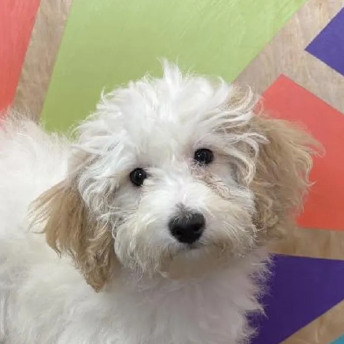 Female Bichonpoo puppy named Hazel for sale at Petland Joplin.