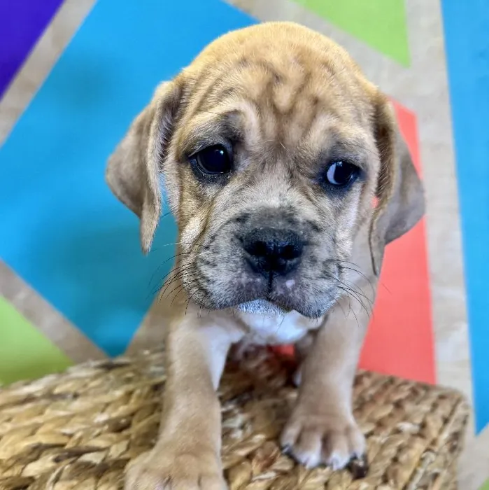 Male Mini Bulldog Puppy for Sale in Rogers, AR