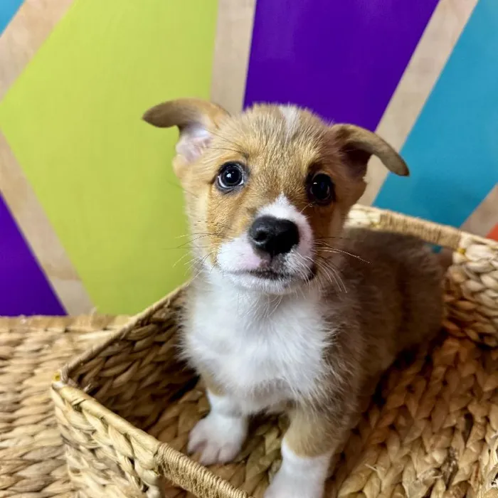 Male Pembroke Welsh Corgi Puppy for Sale in Rogers, AR