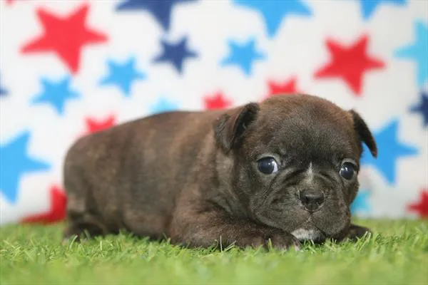 Male Frenchton puppy for sale at Petland Wichita West.