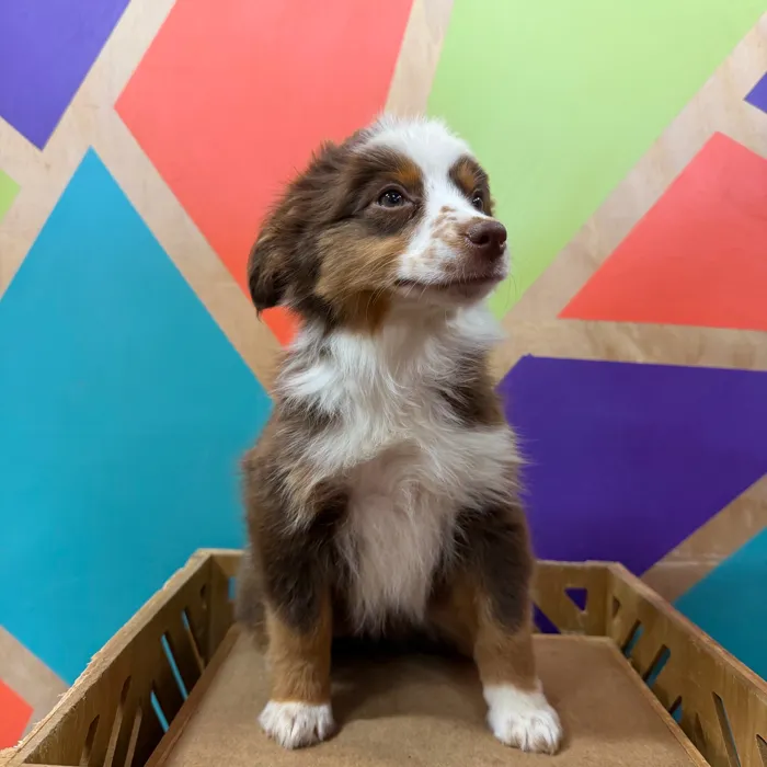 Female Mini Aussie puppy named Maya for sale at Petland Joplin.