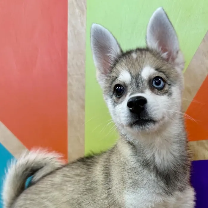 Female Alaskan Klee Kai puppy named Amara for sale at Petland Joplin.