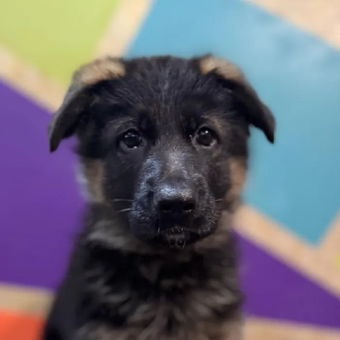Female German Shepherd Puppy for Sale in Fayetteville, AR