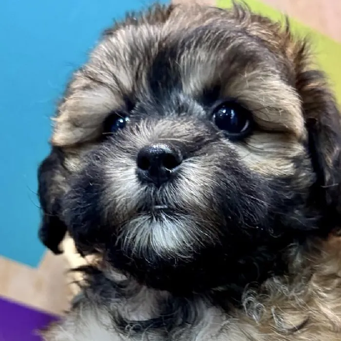 Female Shipoo Puppy for Sale in Rogers, AR