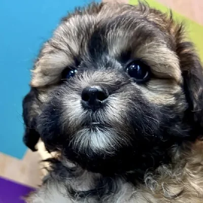 Female Shipoo Puppy for Sale in Rogers, AR