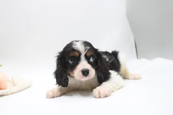 Male Cavalier King Charles Spaniel puppy for sale at Petland Rogers.