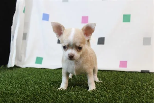 Female Chihuahua puppy for sale at Petland Joplin.