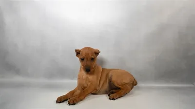 Female Min Pin puppy named Minnie for sale at Petland Rogers.