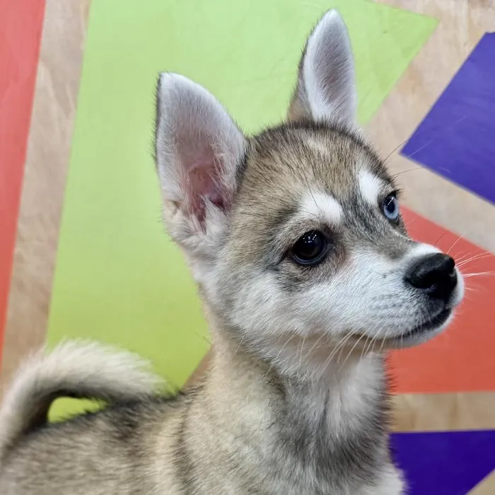 Female Alaskan Klee Kai puppy named Amara for sale at Petland Joplin.