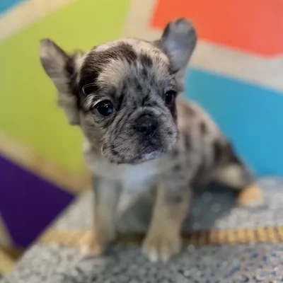 Female French Bulldog Puppy for Sale in Rogers, AR