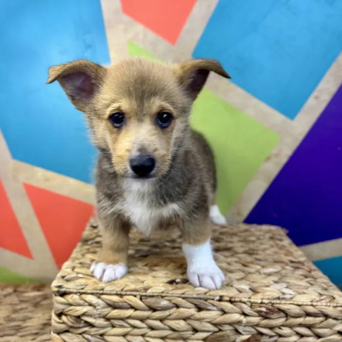 Male Pembroke Welsh Corgi Puppy for Sale in Rogers, AR