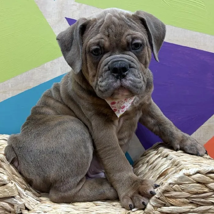 Male Old English Bulldog puppy named Augustus for sale at Petland Wichita West.