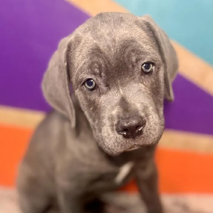 Male Cane Corso puppy named Billy for sale at Petland Rogers.
