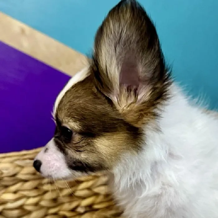Male Papillon Puppy for Sale in Rogers, AR