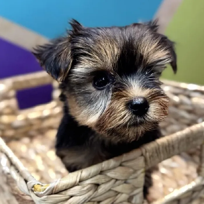 Female Yorkie Puppy for Sale in Rogers, AR