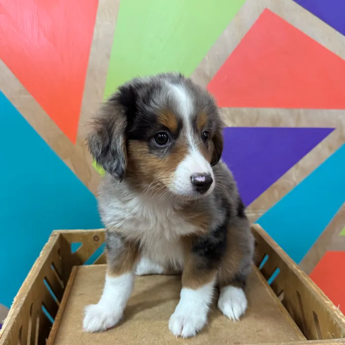 Male Mini Aussie puppy for sale at Petland Joplin.