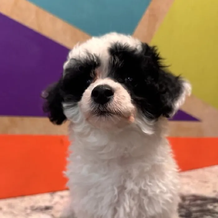 Female Mini Poodle puppy named Jessie for sale at Petland Rogers.