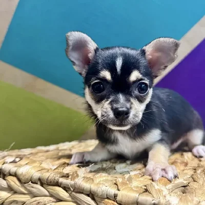 Female Chihuahua Puppy for Sale in Rogers, AR