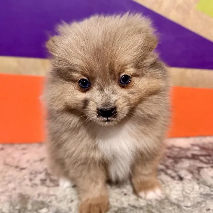 Male Pomeranian Puppy for Sale in Rogers, AR