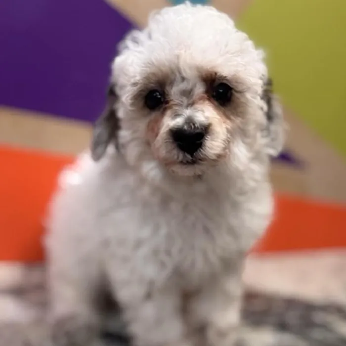 Male Mini Poodle puppy named Woody for sale at Petland Rogers.