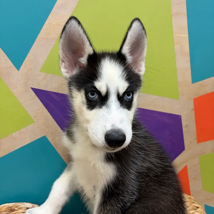 Male Siberian Husky puppy named Snoopy for sale at Petland Wichita West.
