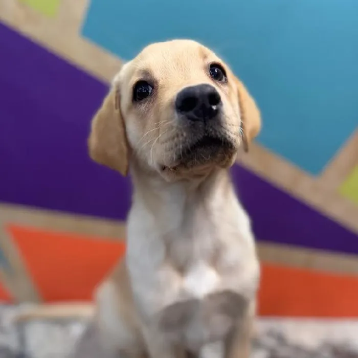 Male Labrador Retriever puppy named Larry for sale at Petland Rogers.