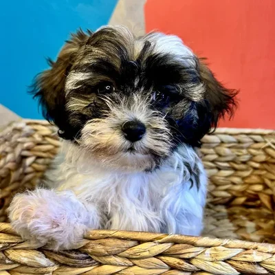 Female Teddy Bear Puppy for Sale in Rogers, AR