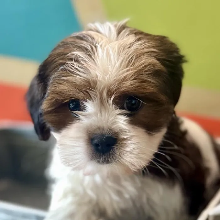 Female Shih Tzu Puppy for Sale in Rogers, AR