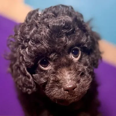 Male F1B Mini Labradoodle Puppy for Sale in Fayetteville, AR