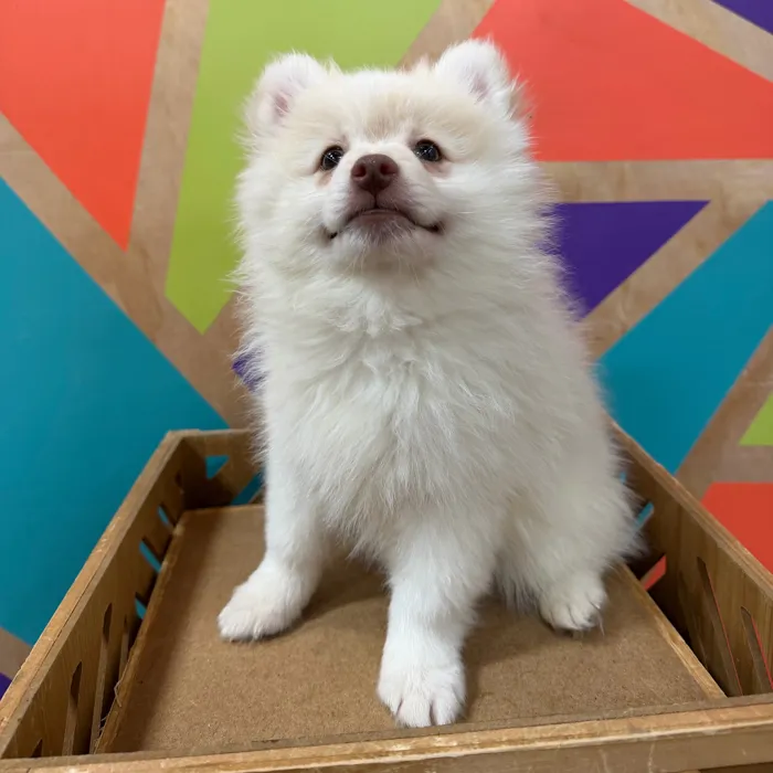 Male Pomeranian puppy named Spirit for sale at Petland Joplin.