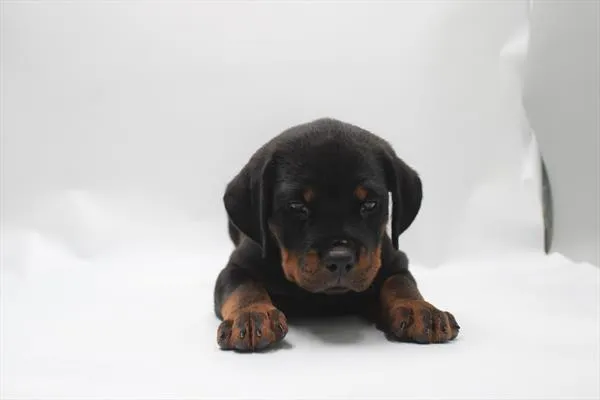 Female Rottweiler puppy for sale at Petland Rogers.