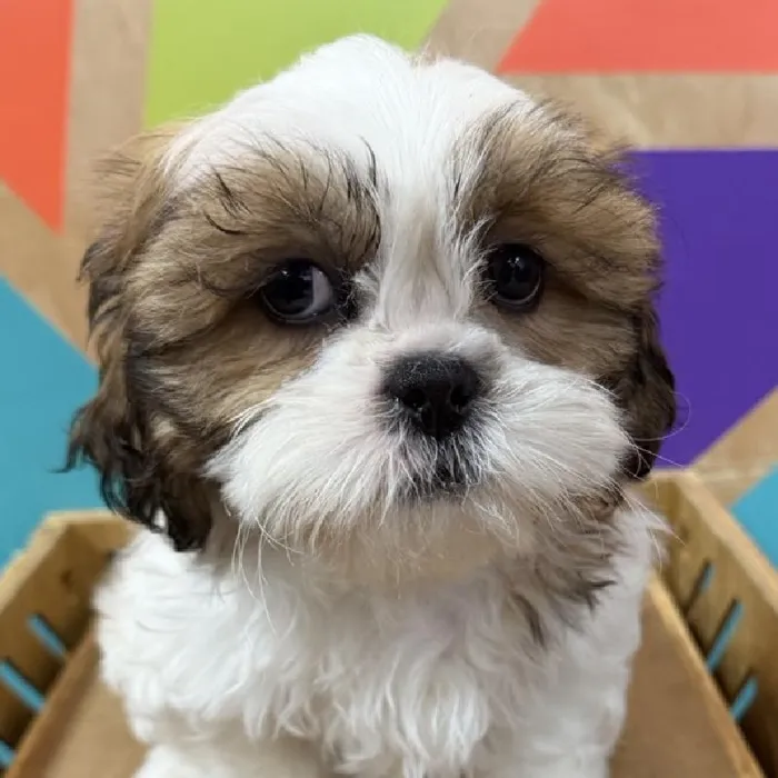 Male Shih Tzu Puppy for Sale in Joplin, MO