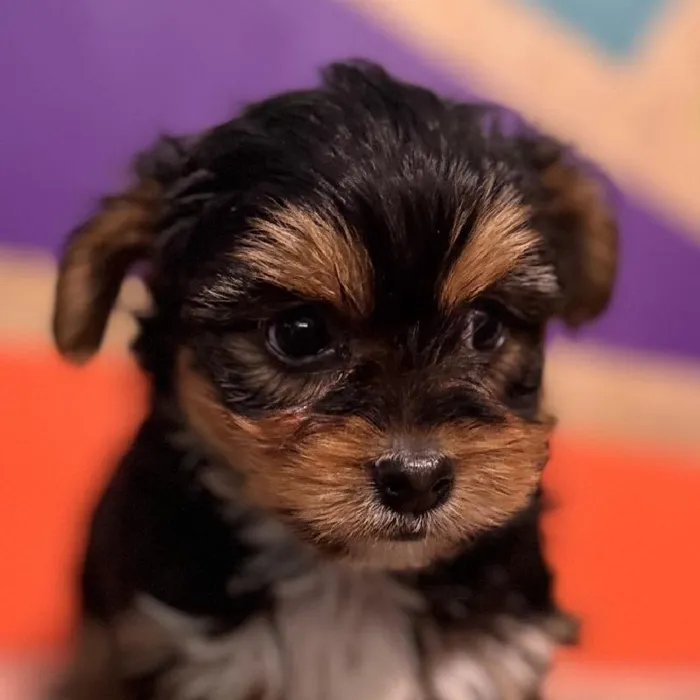 Male Yochon Puppy for Sale in Rogers, AR