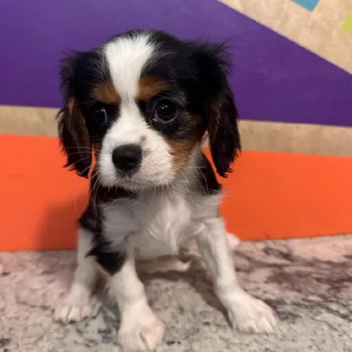 Female Cavalier King Charles Spaniel Puppy for Sale in Rogers, AR