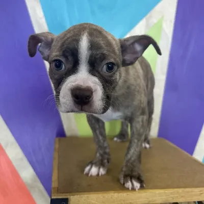 Male Boston Terrier Puppy for Sale in Rogers, AR