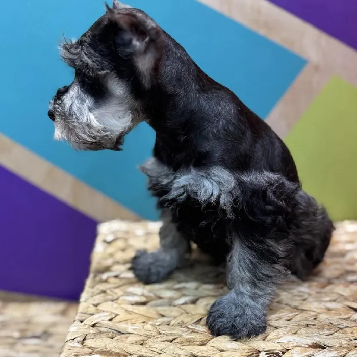 Female Mini Schnauzer Puppy for Sale in Rogers, AR