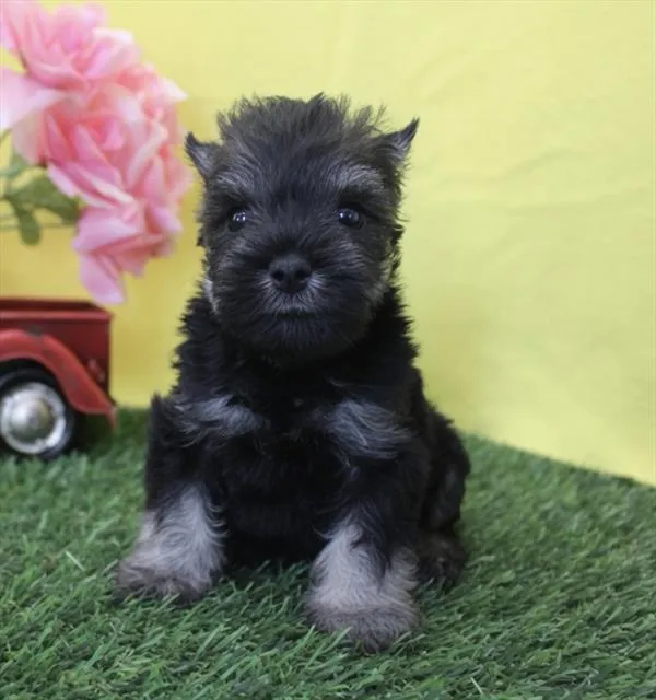 Female Mini Schnauzer puppy for sale at Petland Wichita West.