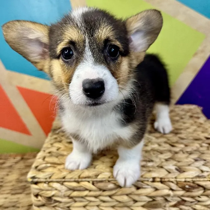 Female Pembroke Welsh Corgi Puppy for Sale in Rogers, AR