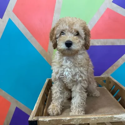 Male Mini Goldendoodle puppy named Goyard for sale at Petland Joplin.