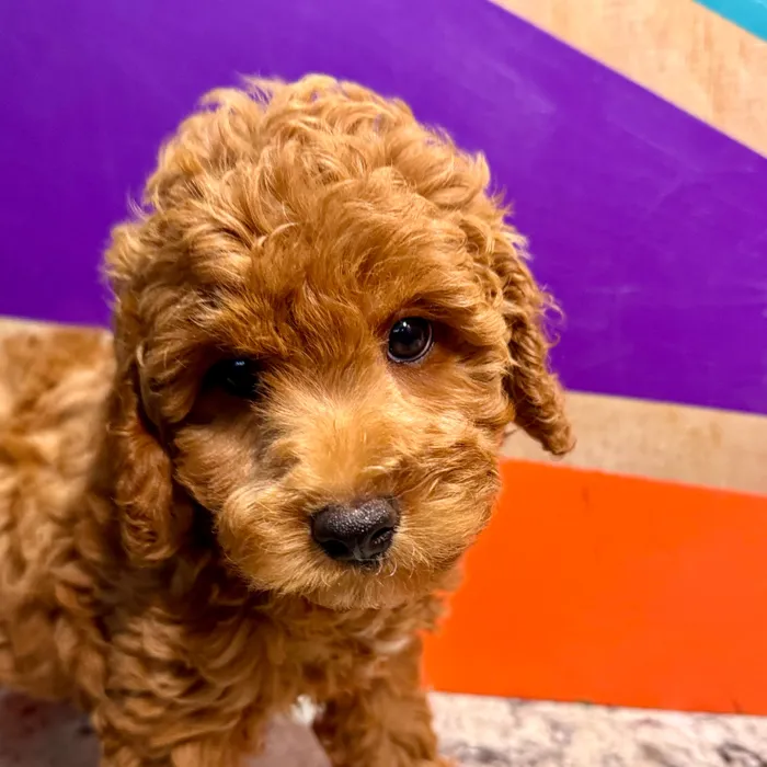 Male F1B Cavapoo puppy for sale at Petland Rogers.