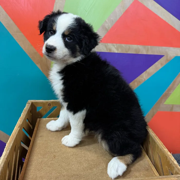 Female Miniature American Shepherd puppy for sale at Petland Joplin.