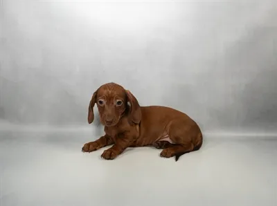 Female Dachshund puppy for sale at Petland Joplin.